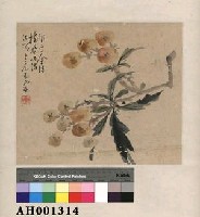 藏品(王霖繪枇杷圖)的圖片